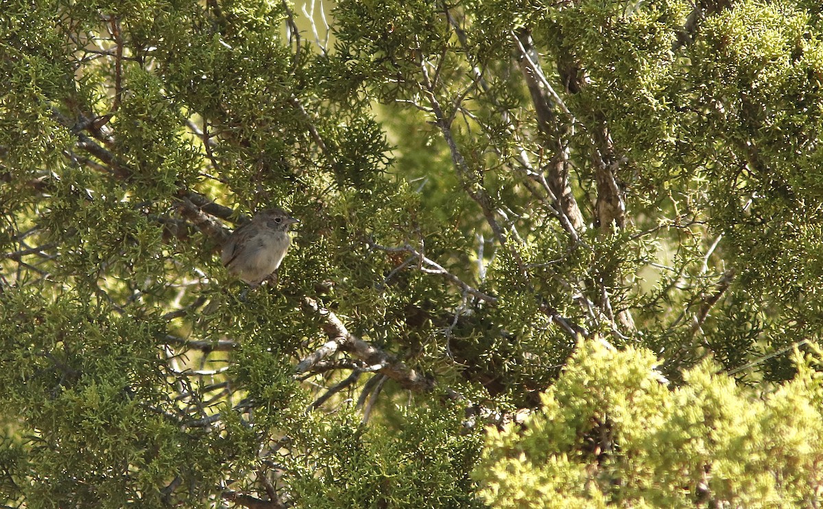 Rufous-crowned Sparrow - ML623469395