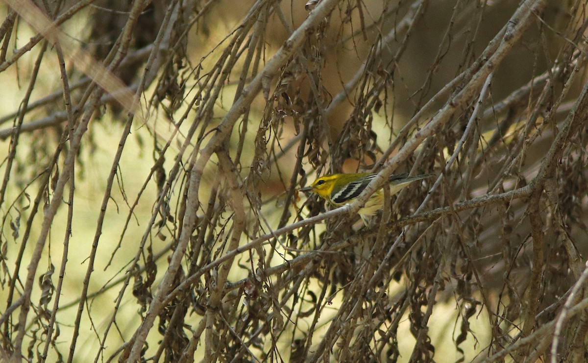 Black-throated Green Warbler - Scotty Lofland