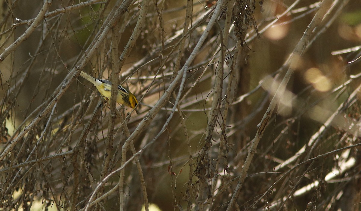 Black-throated Green Warbler - Scotty Lofland