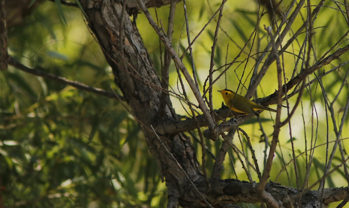 Wilson's Warbler - ML623469402