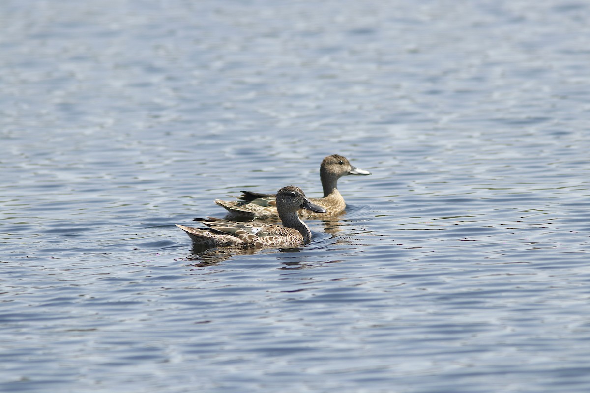 Blue-winged Teal - ML623469408