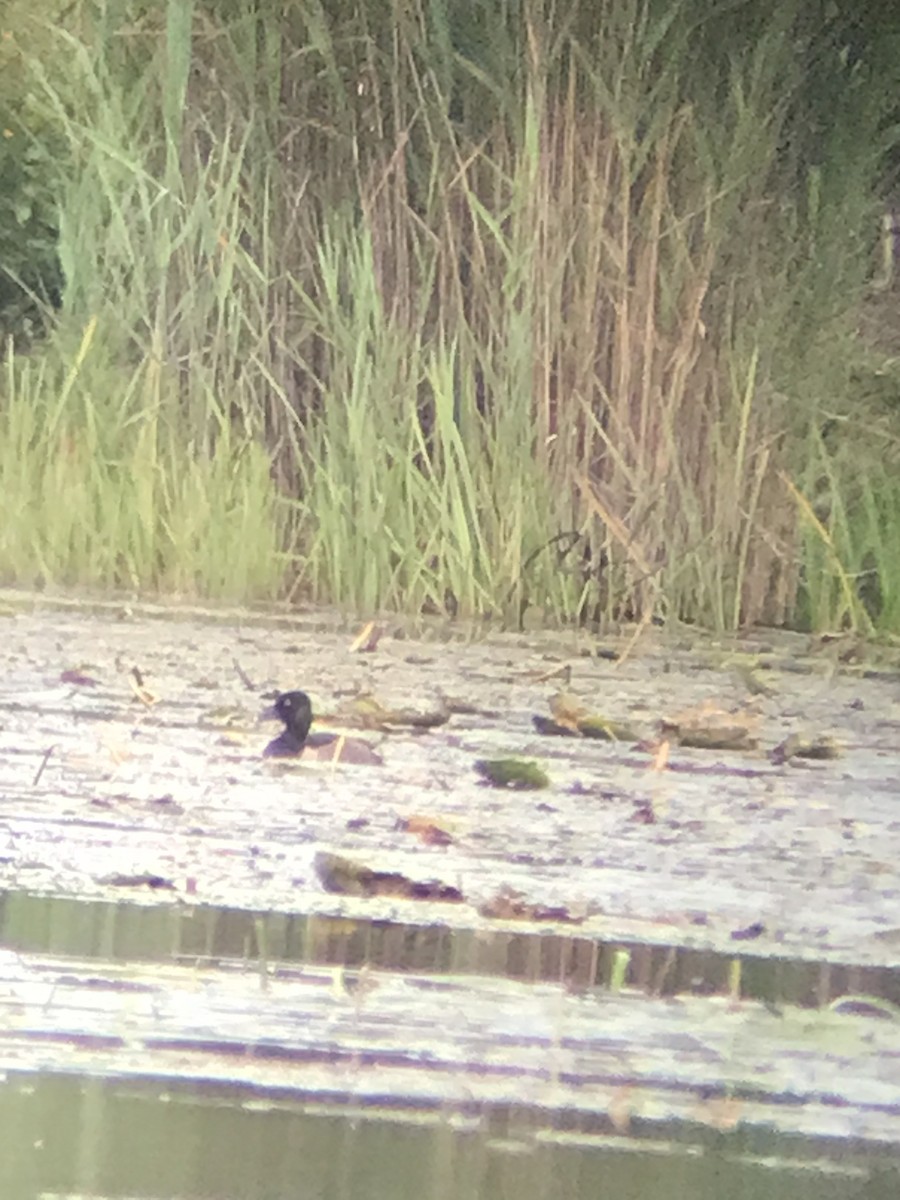 Ring-necked Duck - ML623469410