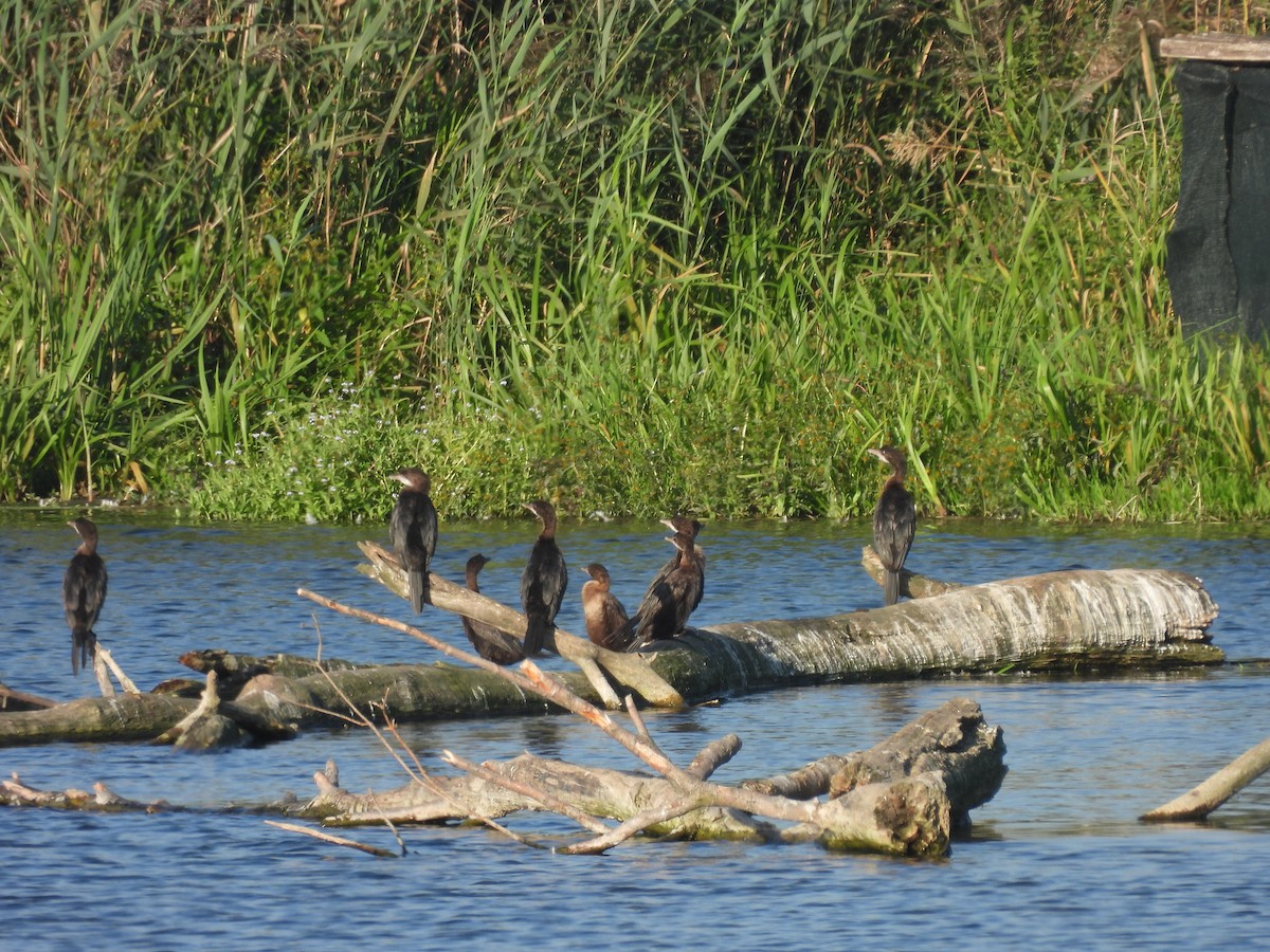 Pygmy Cormorant - ML623469450