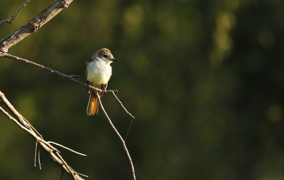 Ash-throated Flycatcher - ML623469452