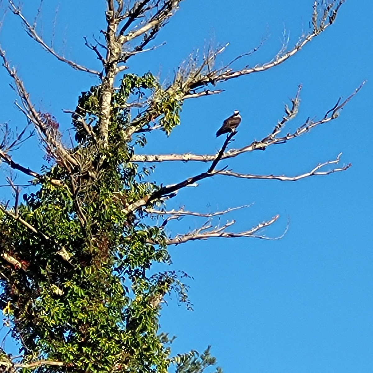 Osprey - ML623469472