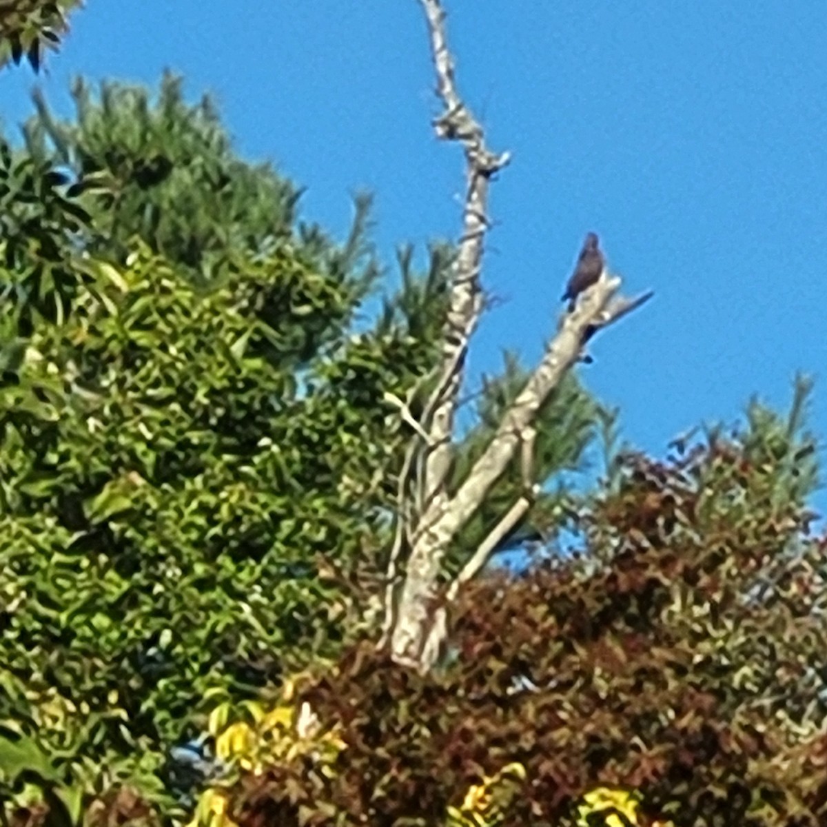 Northern Flicker - ML623469478