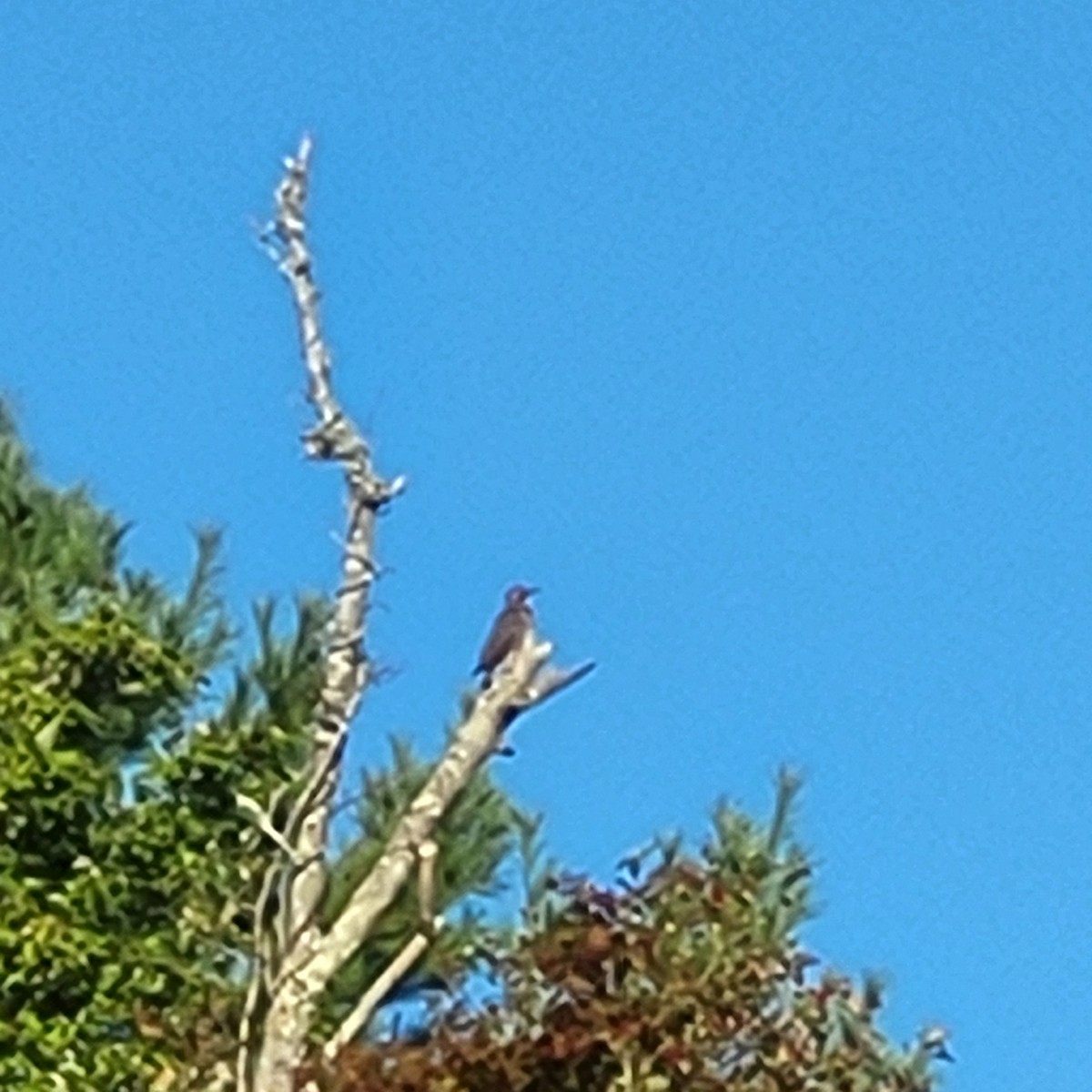 Northern Flicker - ML623469517