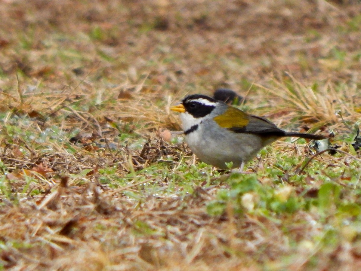 Moss-backed Sparrow - Bautista Cerminato