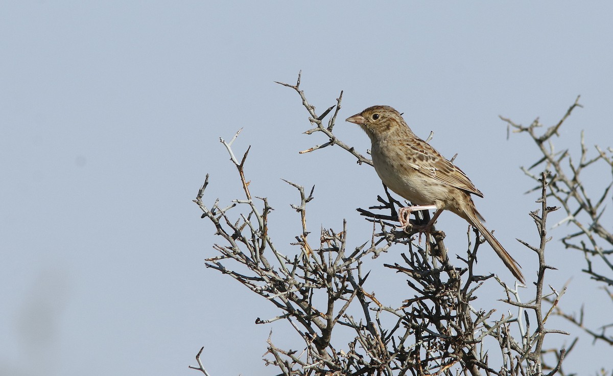 Cassin's Sparrow - ML623469556