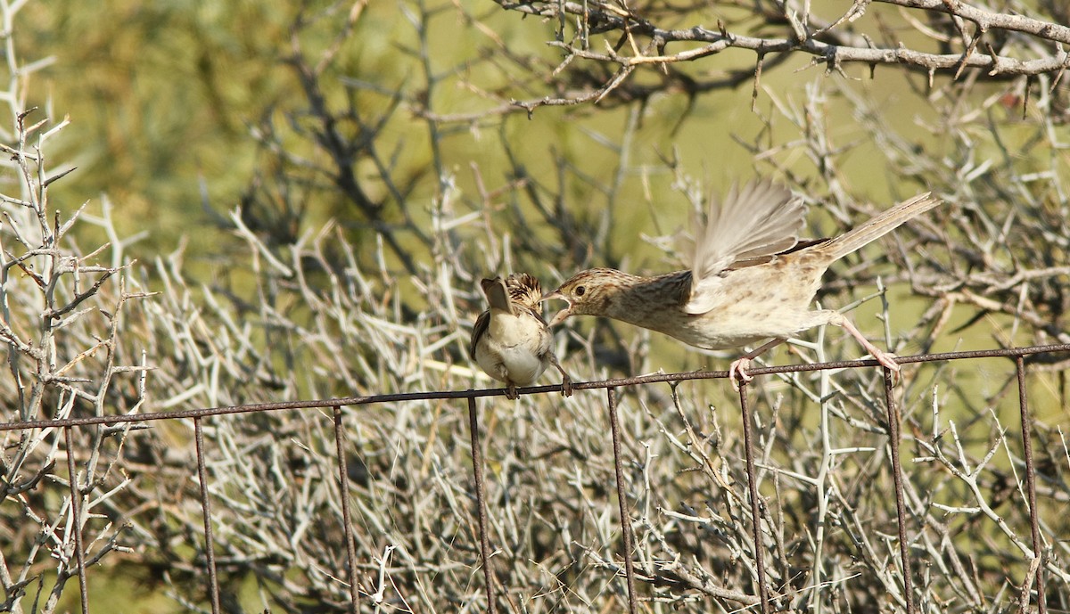 Cassin's Sparrow - ML623469557