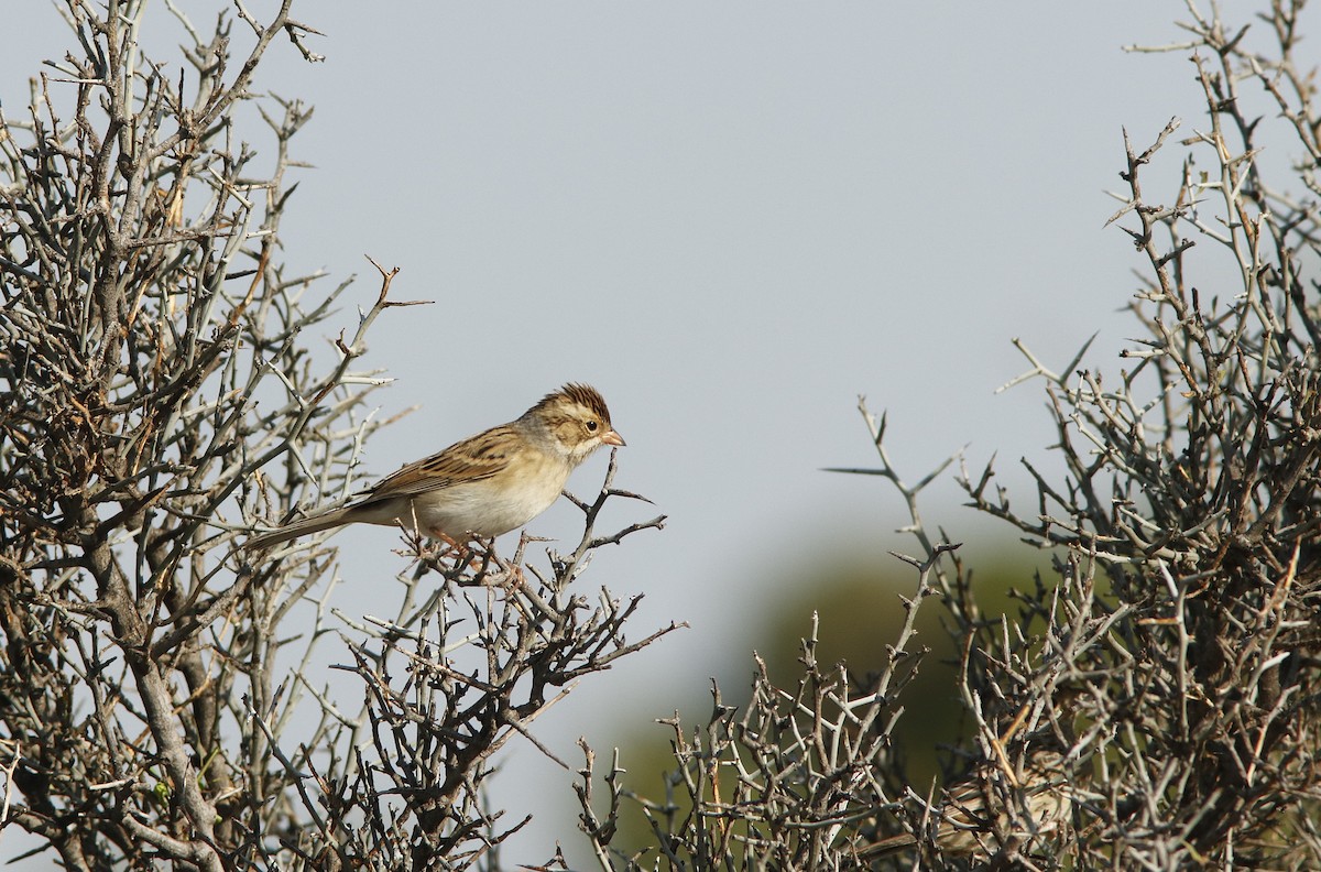 Clay-colored Sparrow - ML623469560