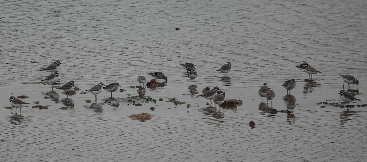 Common Ringed Plover - ML623469564