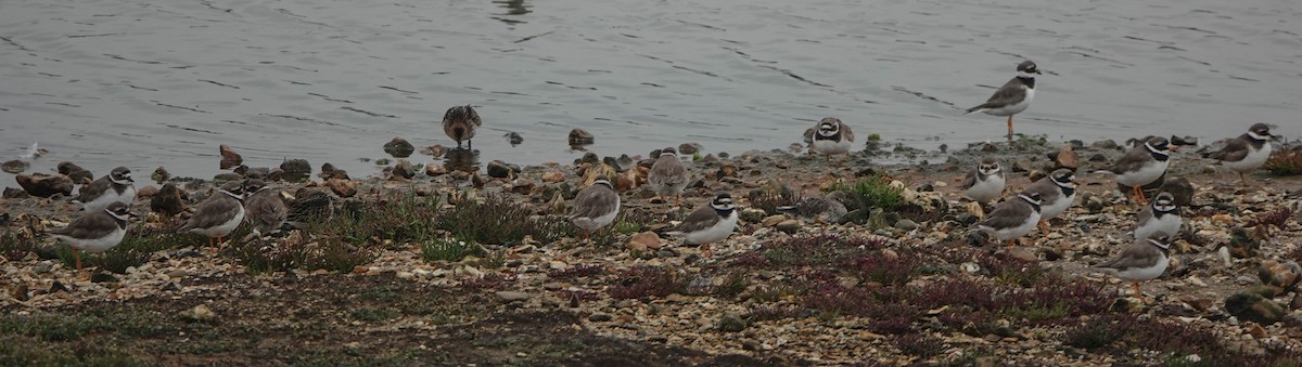 Common Ringed Plover - ML623469565