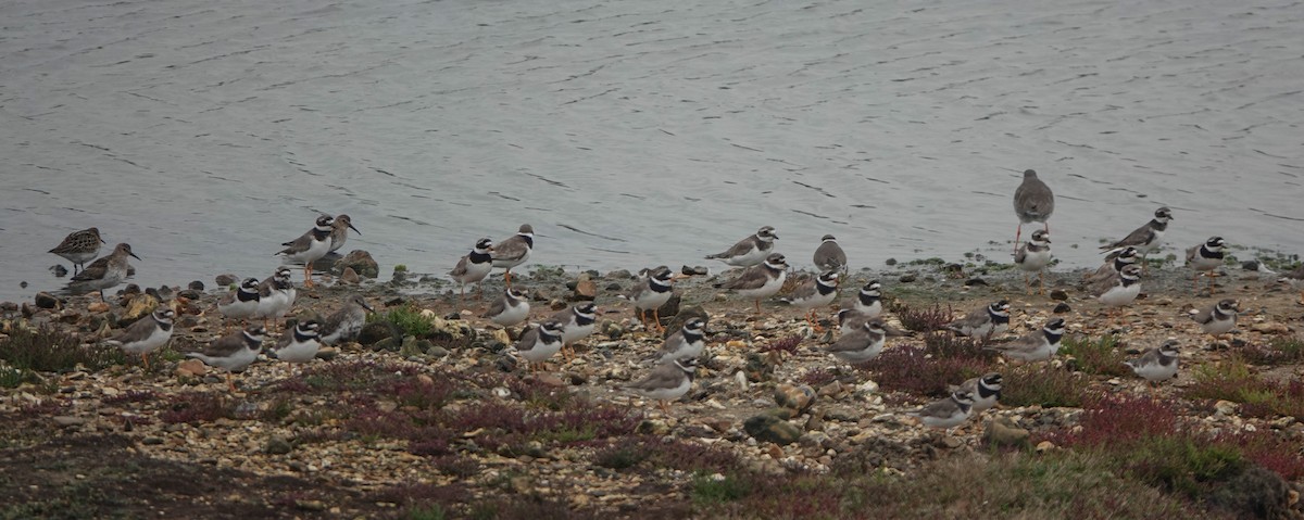 Common Ringed Plover - ML623469566