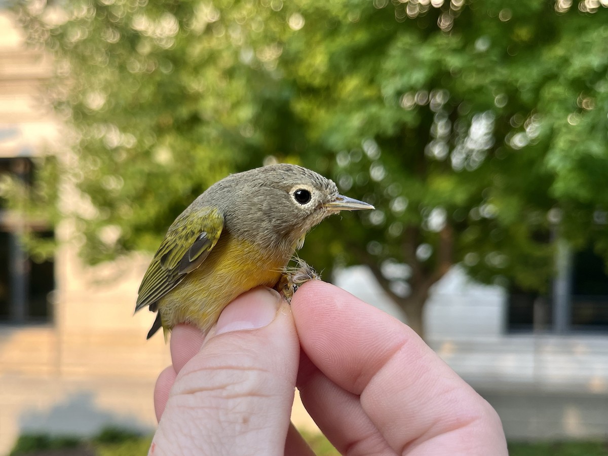 Nashville Warbler - ML623469602
