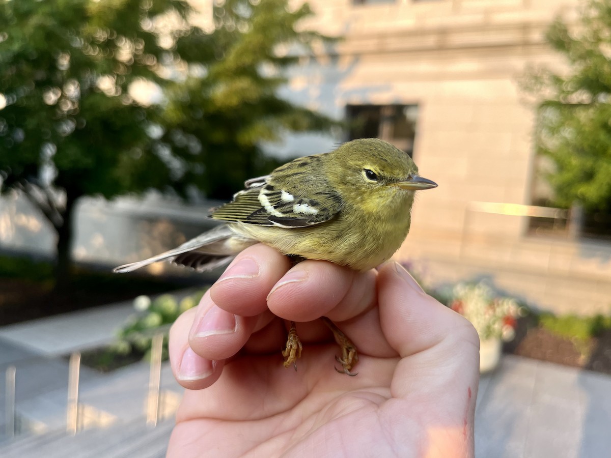 Blackpoll Warbler - ML623469606