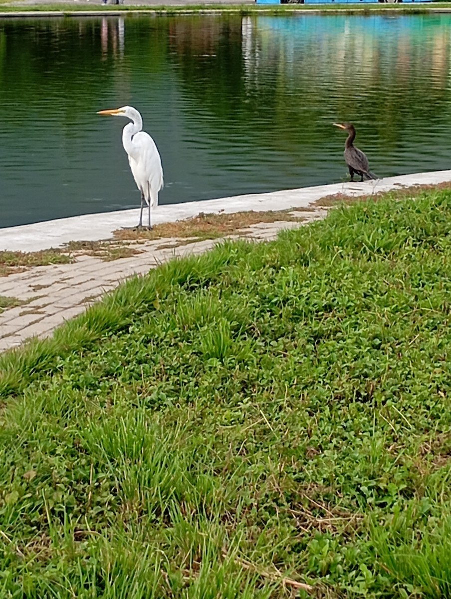 Great Egret - ML623469651