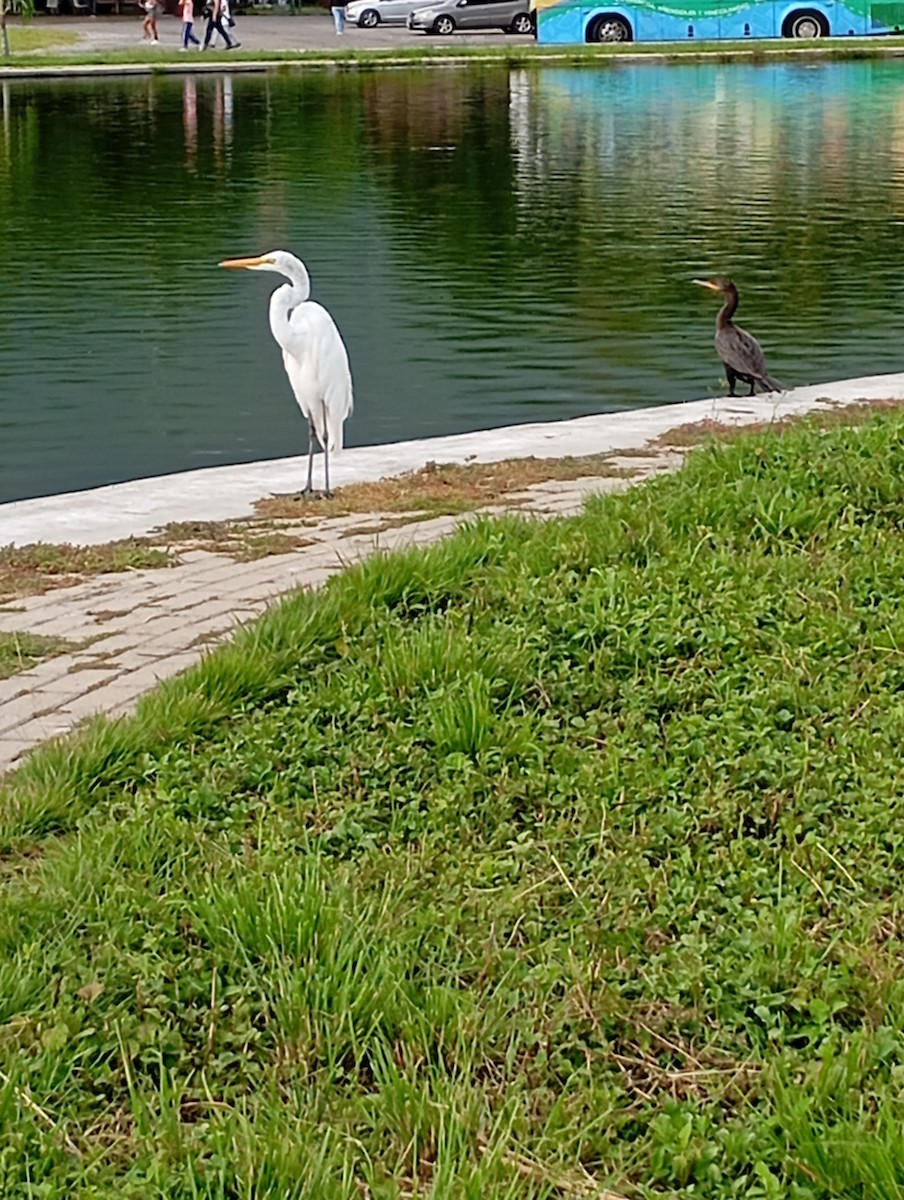 Great Egret - ML623469652