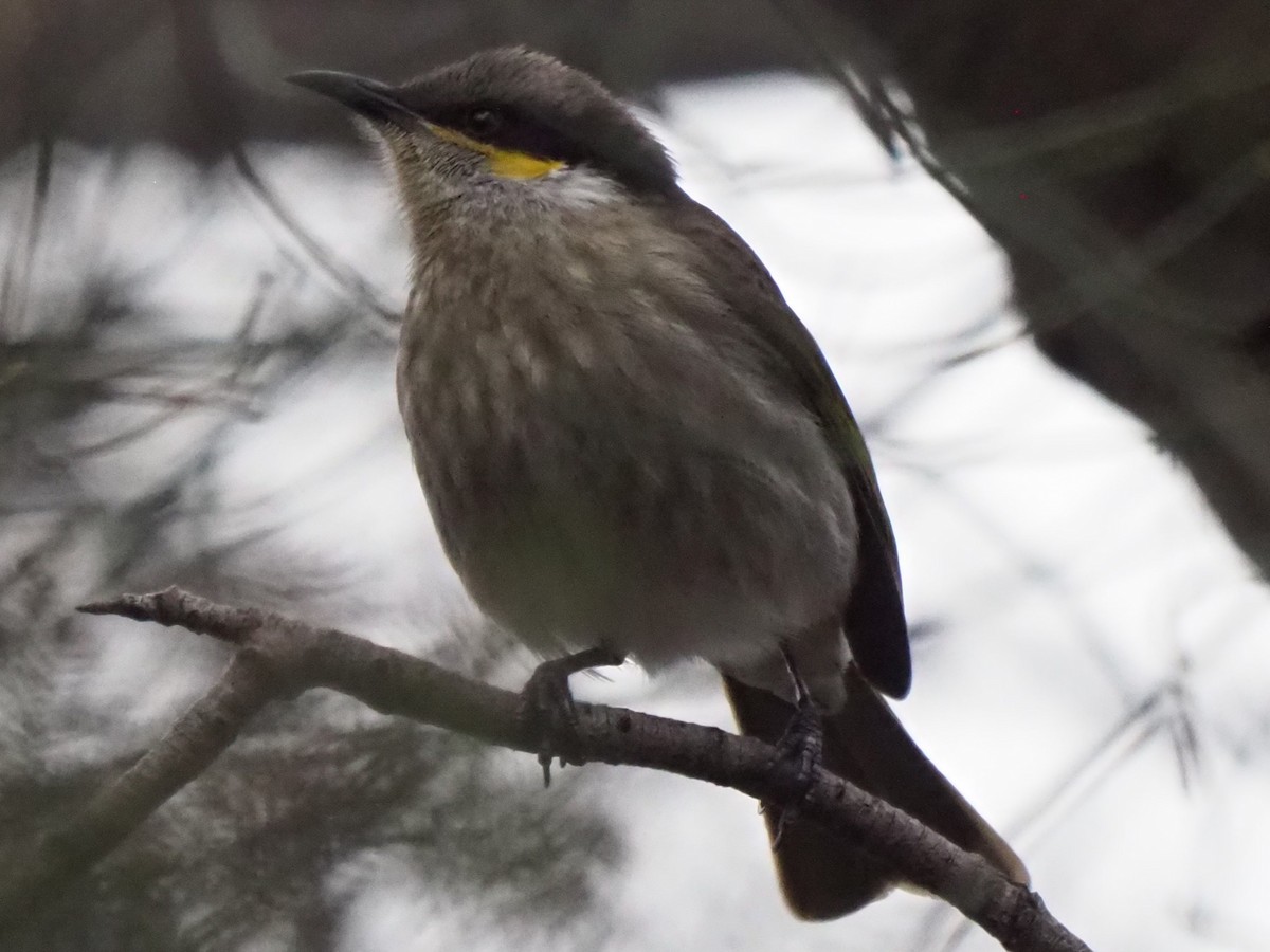 Singing Honeyeater - ML623469666