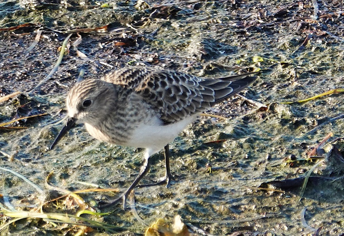 Baird's Sandpiper - ML623469692