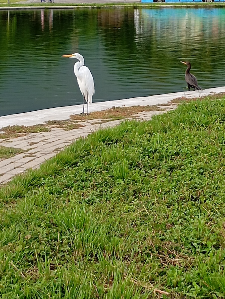 Neotropic Cormorant - ML623469693