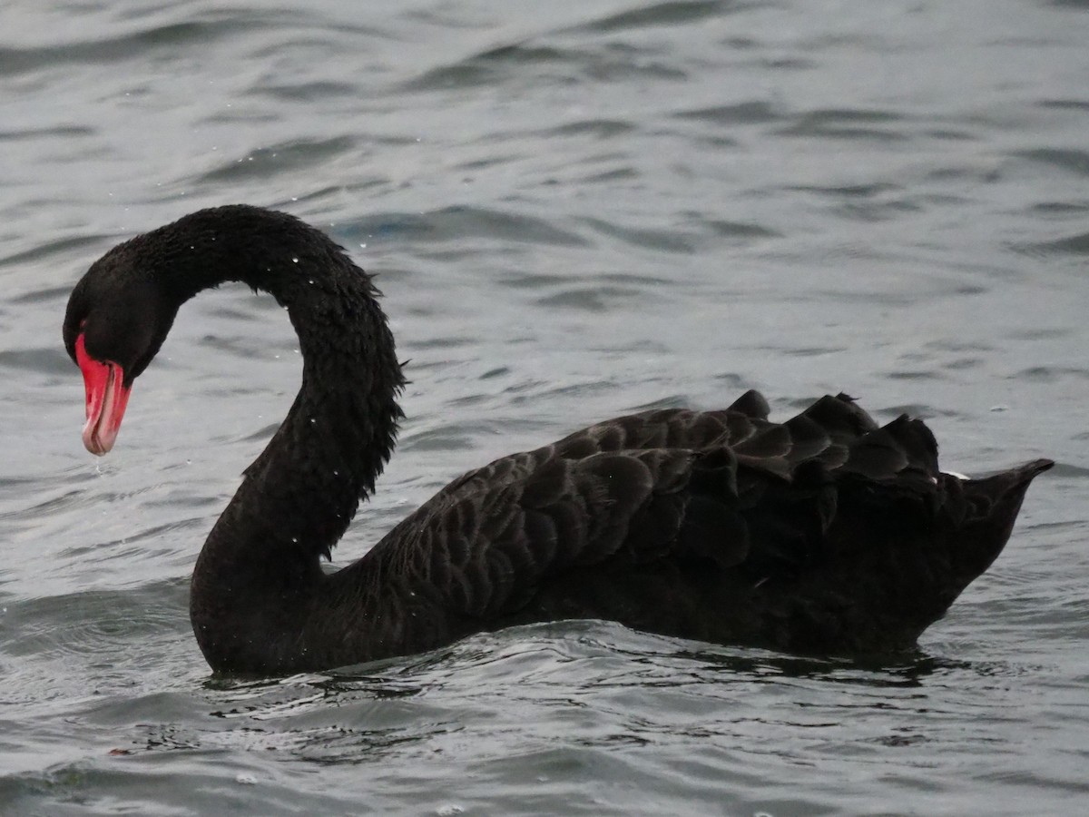 Black Swan - Frank Welten