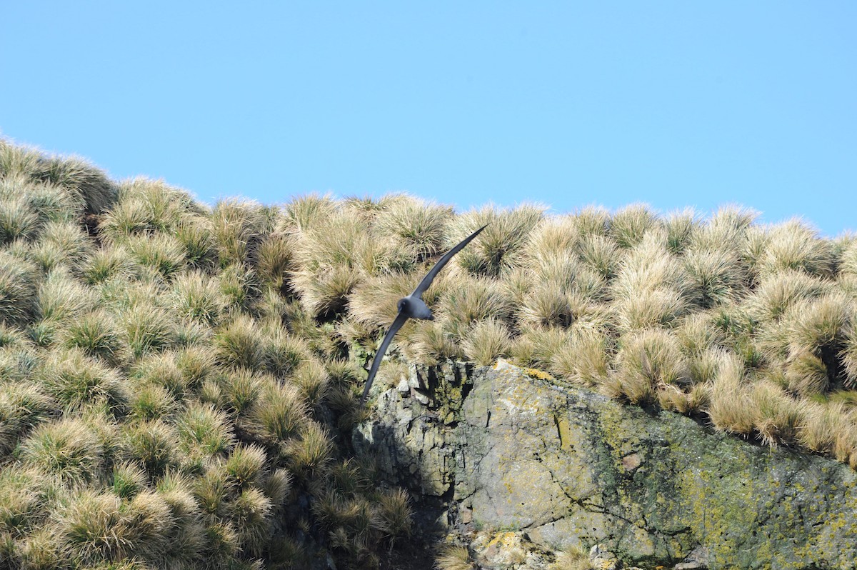 Light-mantled Albatross - Laurence Green