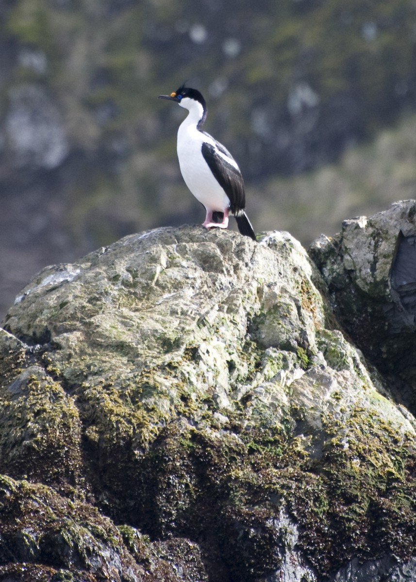 South Georgia Shag - ML623469721