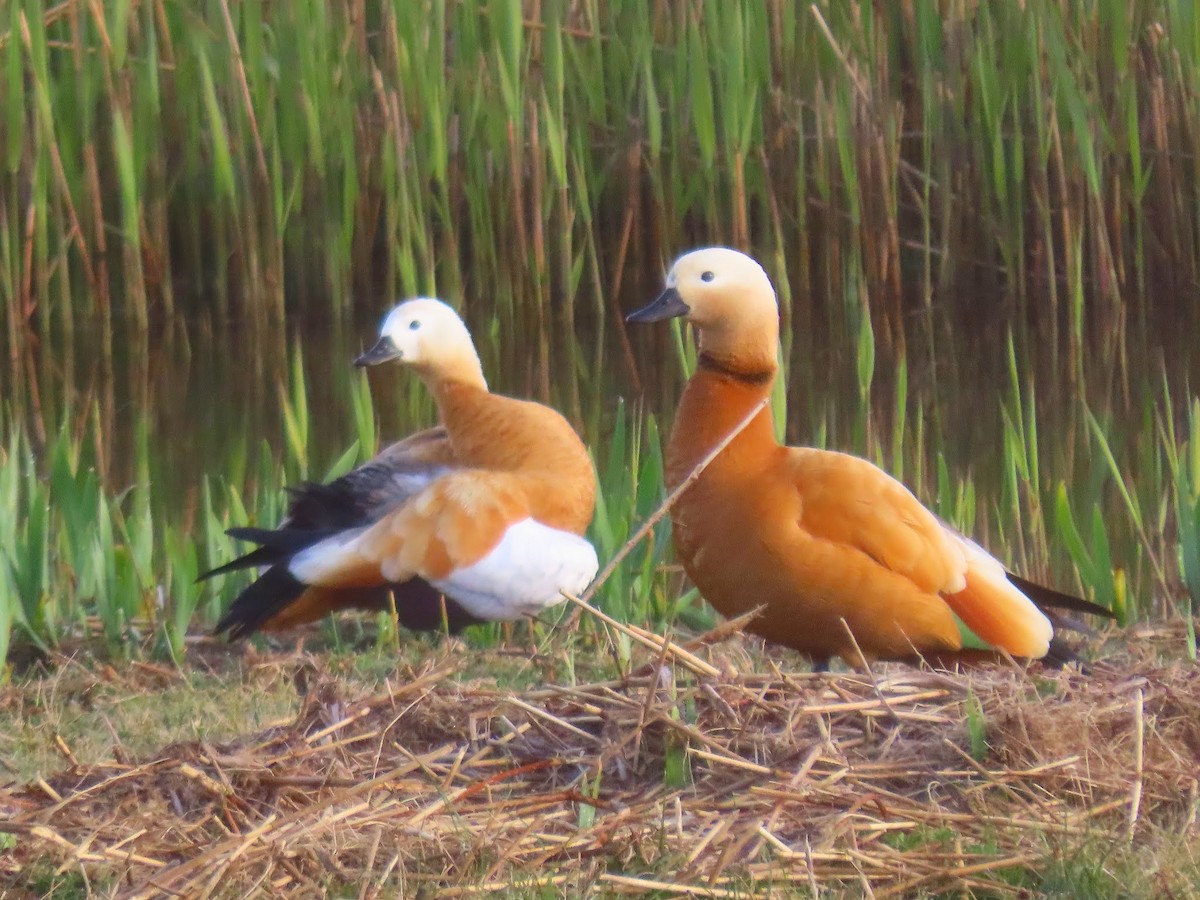 Ruddy Shelduck - ML623469745