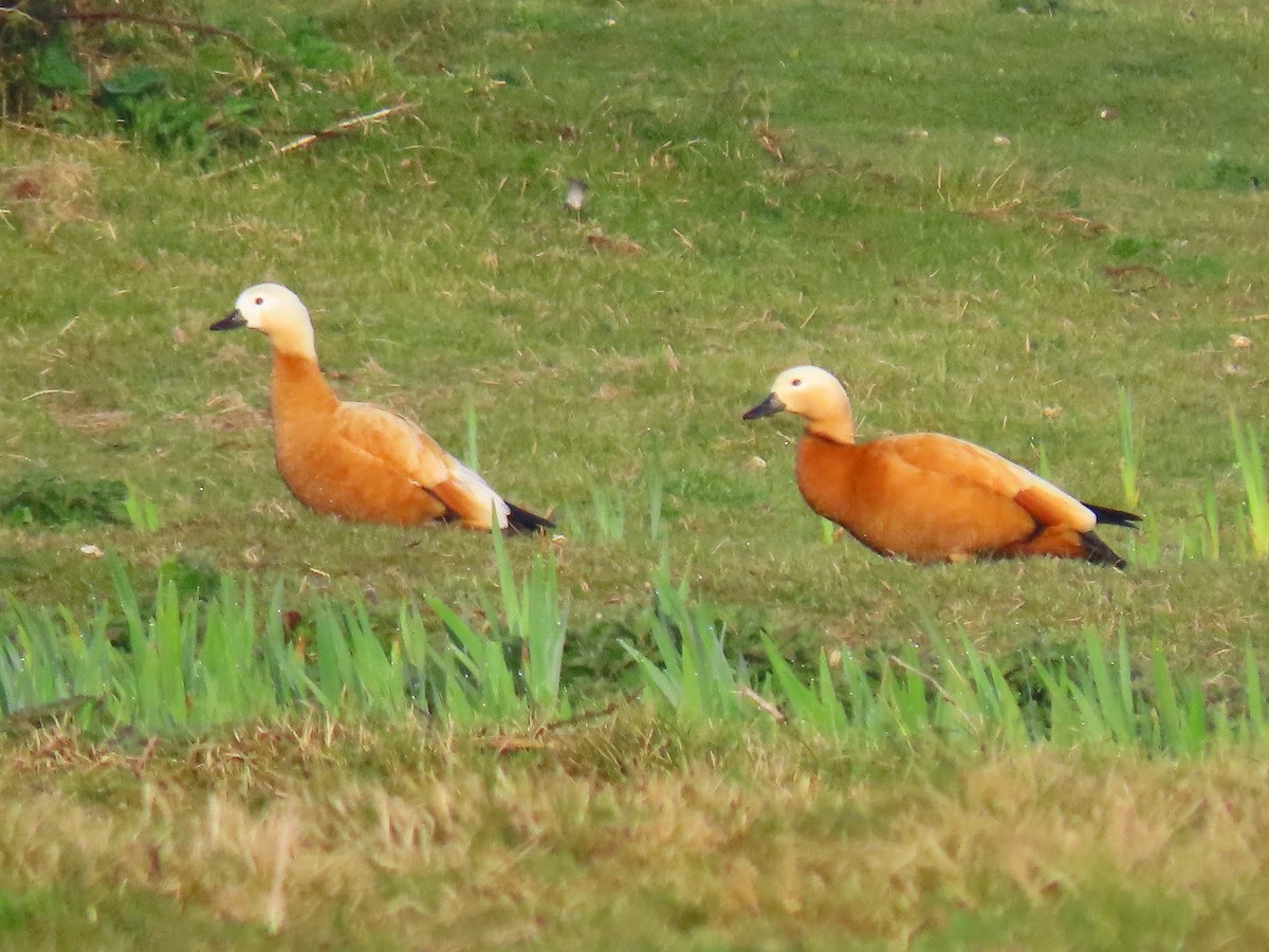 Ruddy Shelduck - ML623469746