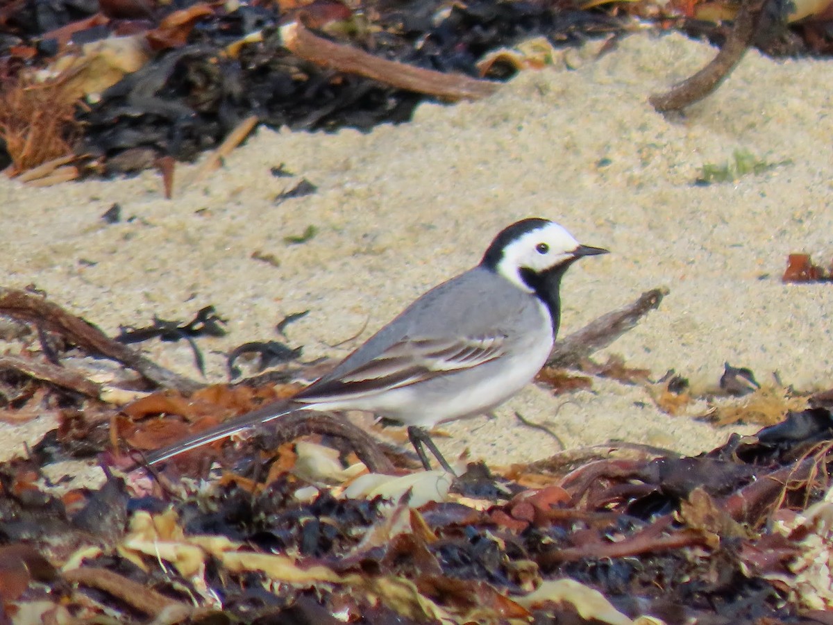 White Wagtail (White-faced) - ML623469751