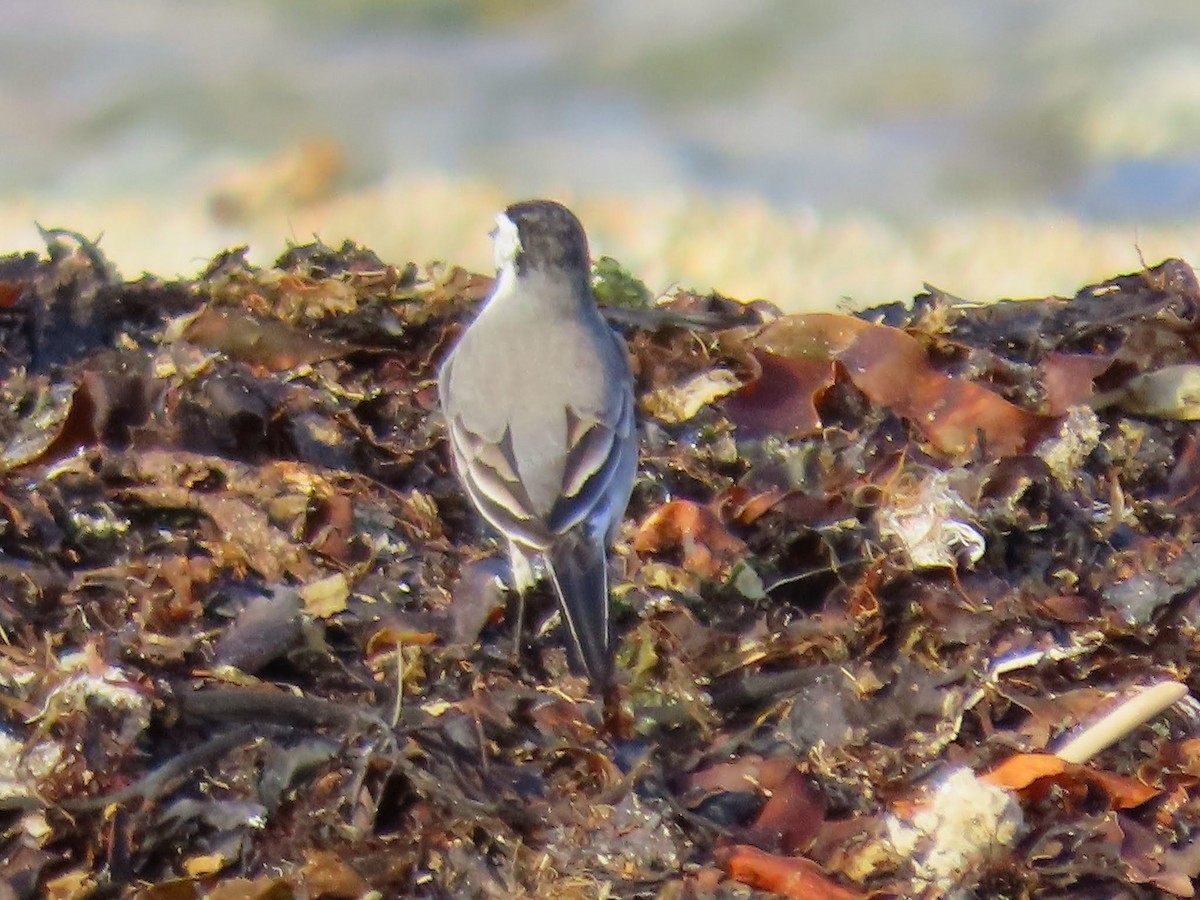 White Wagtail (White-faced) - ML623469758