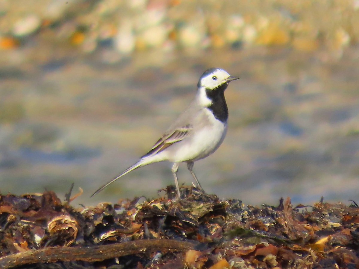 White Wagtail (White-faced) - ML623469760