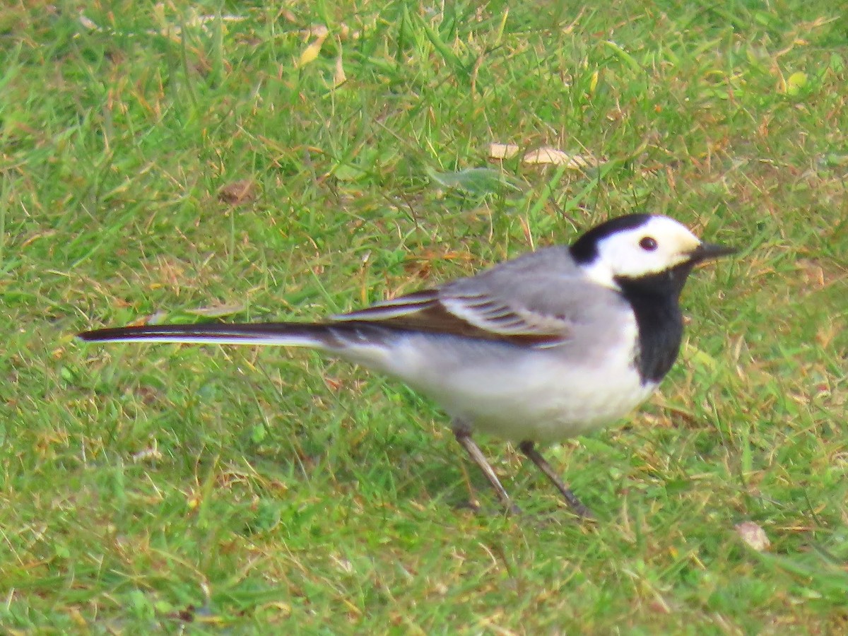 White Wagtail (White-faced) - ML623469762