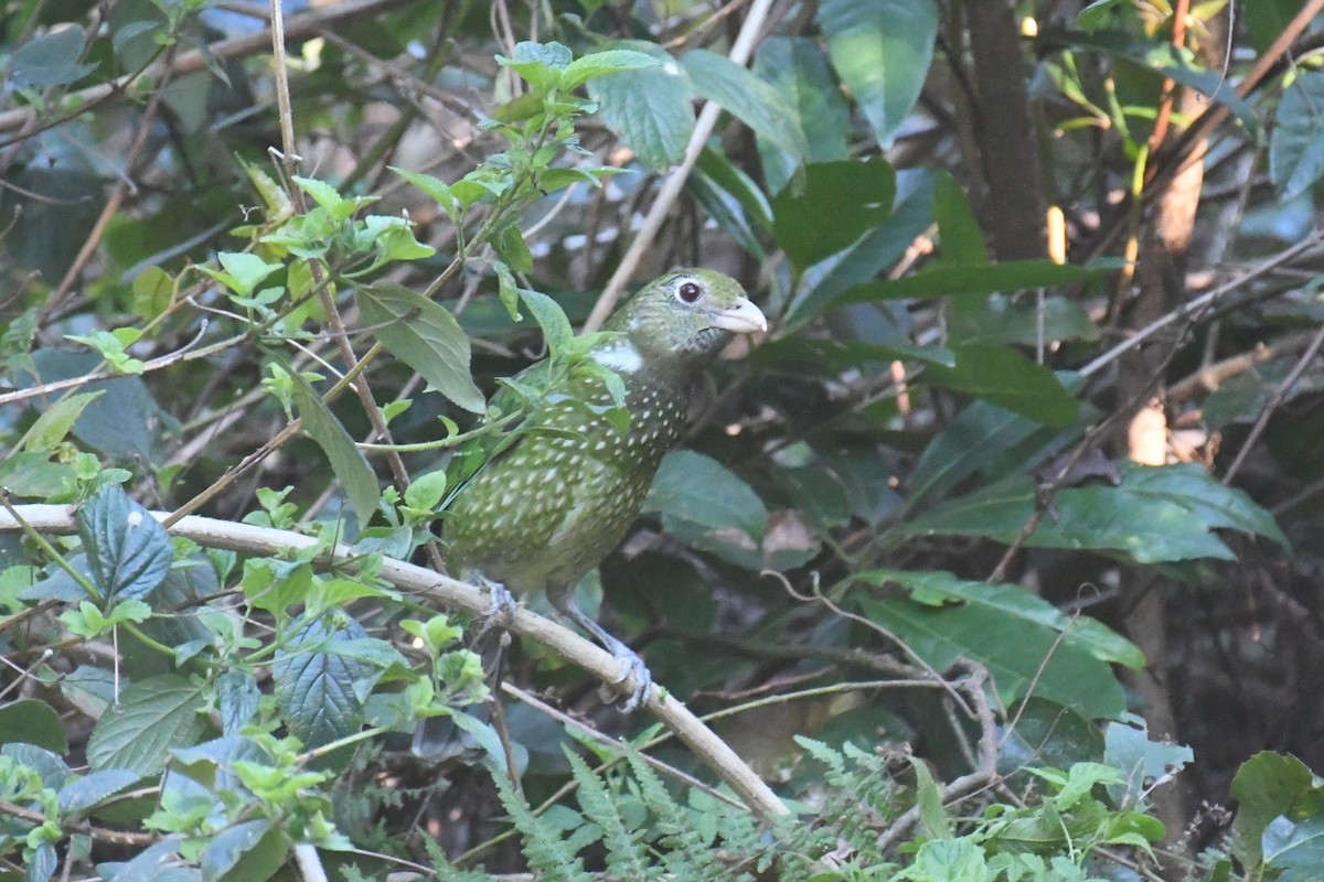 Green Catbird - ML623469773