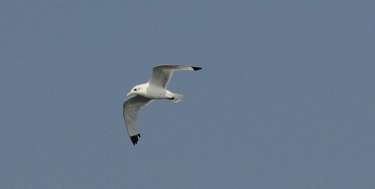 Black-legged Kittiwake - ML623469804