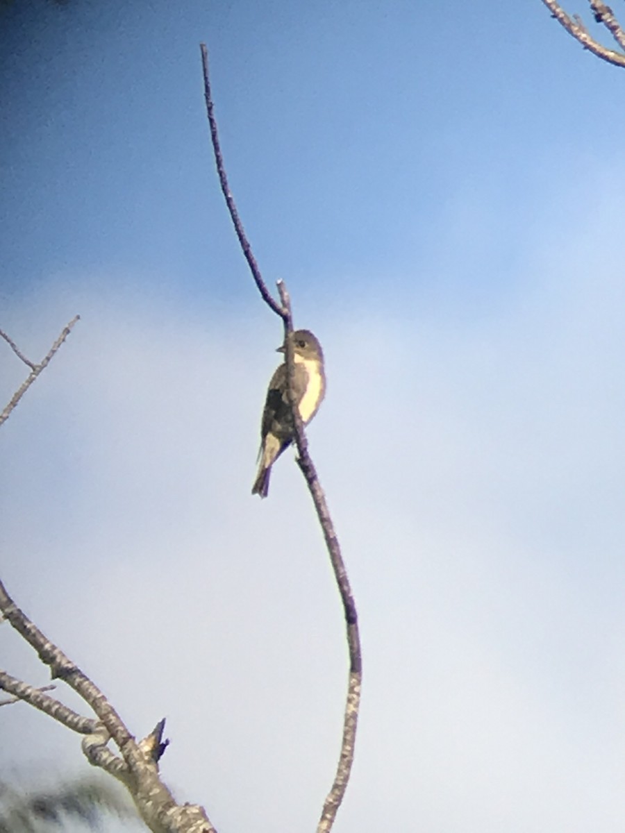 Olive-sided Flycatcher - ML623469842