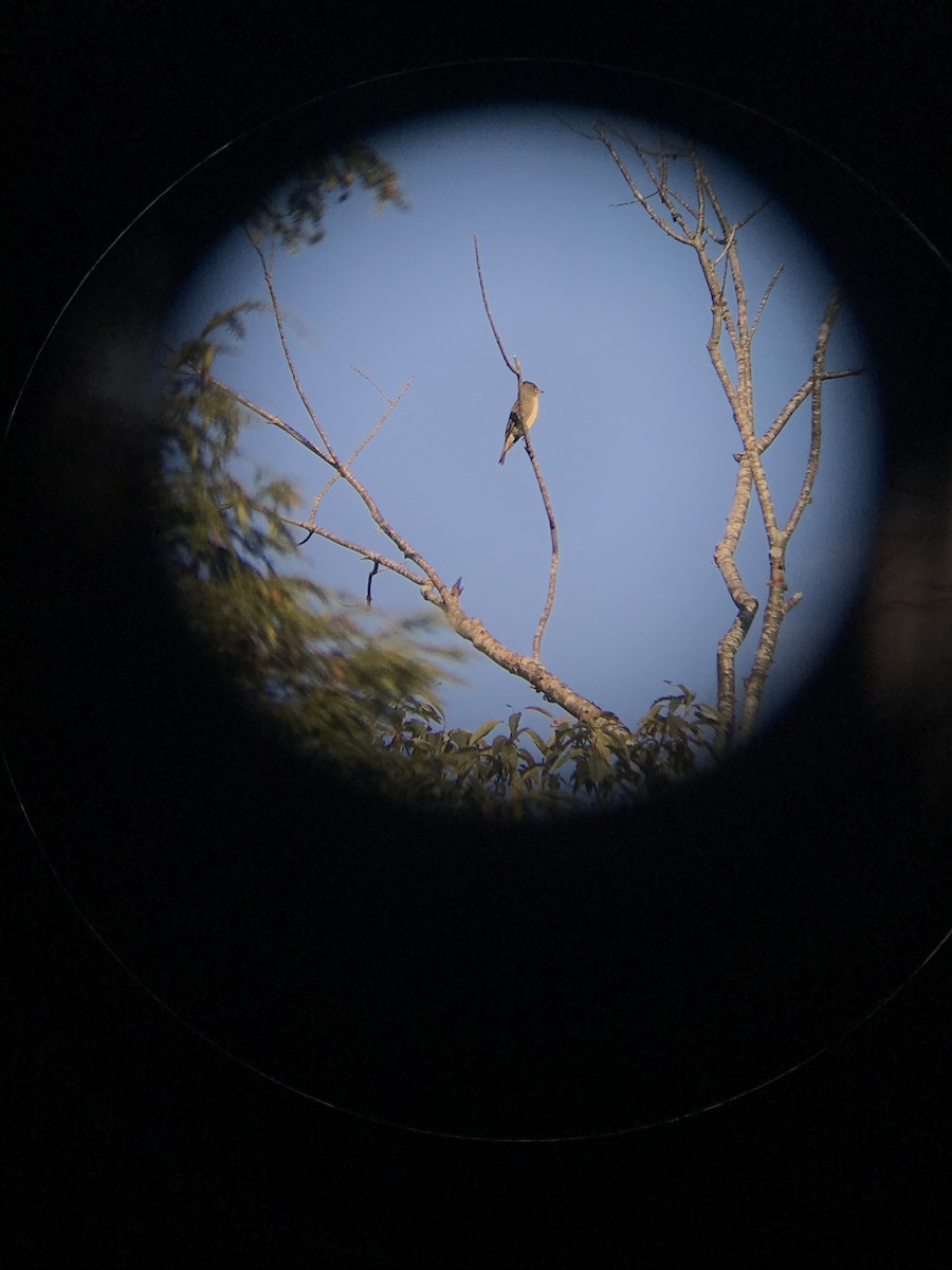 Olive-sided Flycatcher - ML623469843