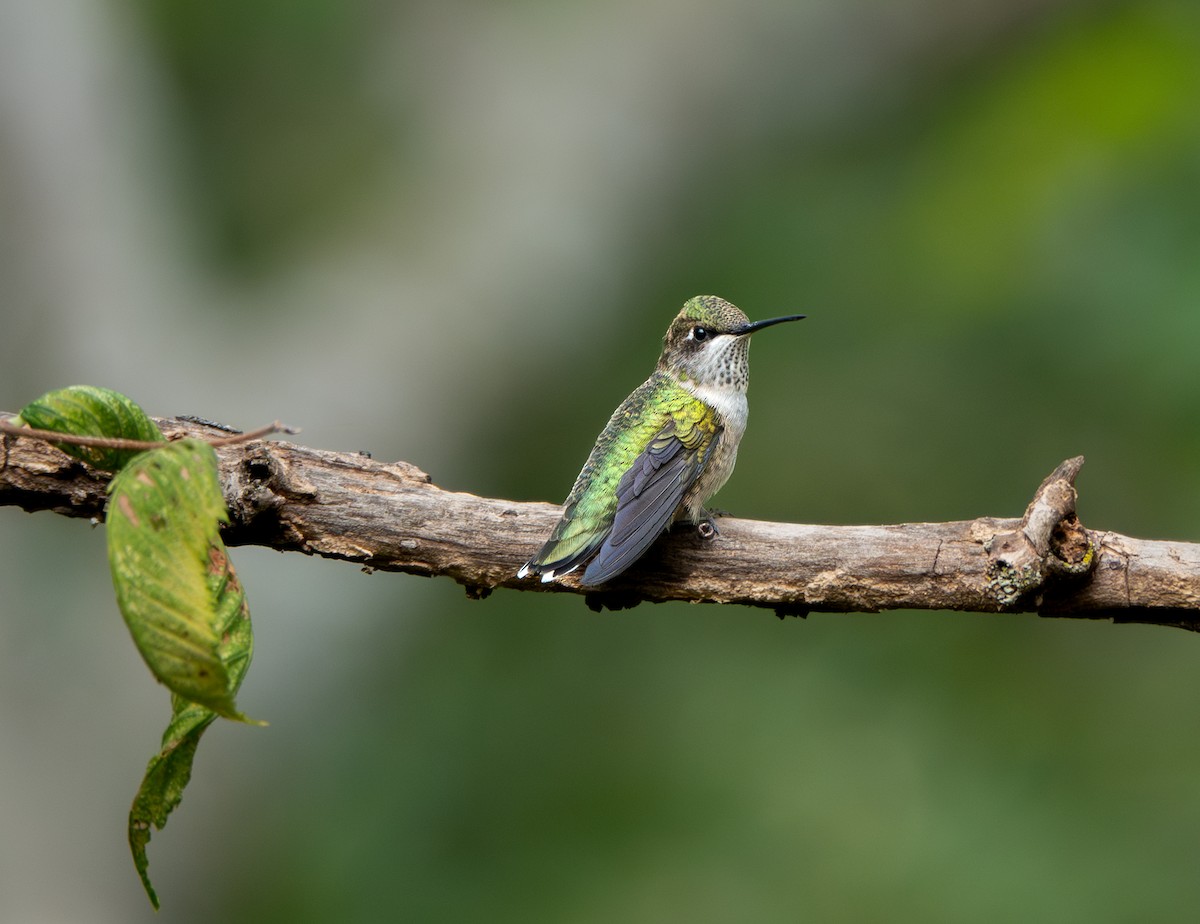 Ruby-throated Hummingbird - ML623469846