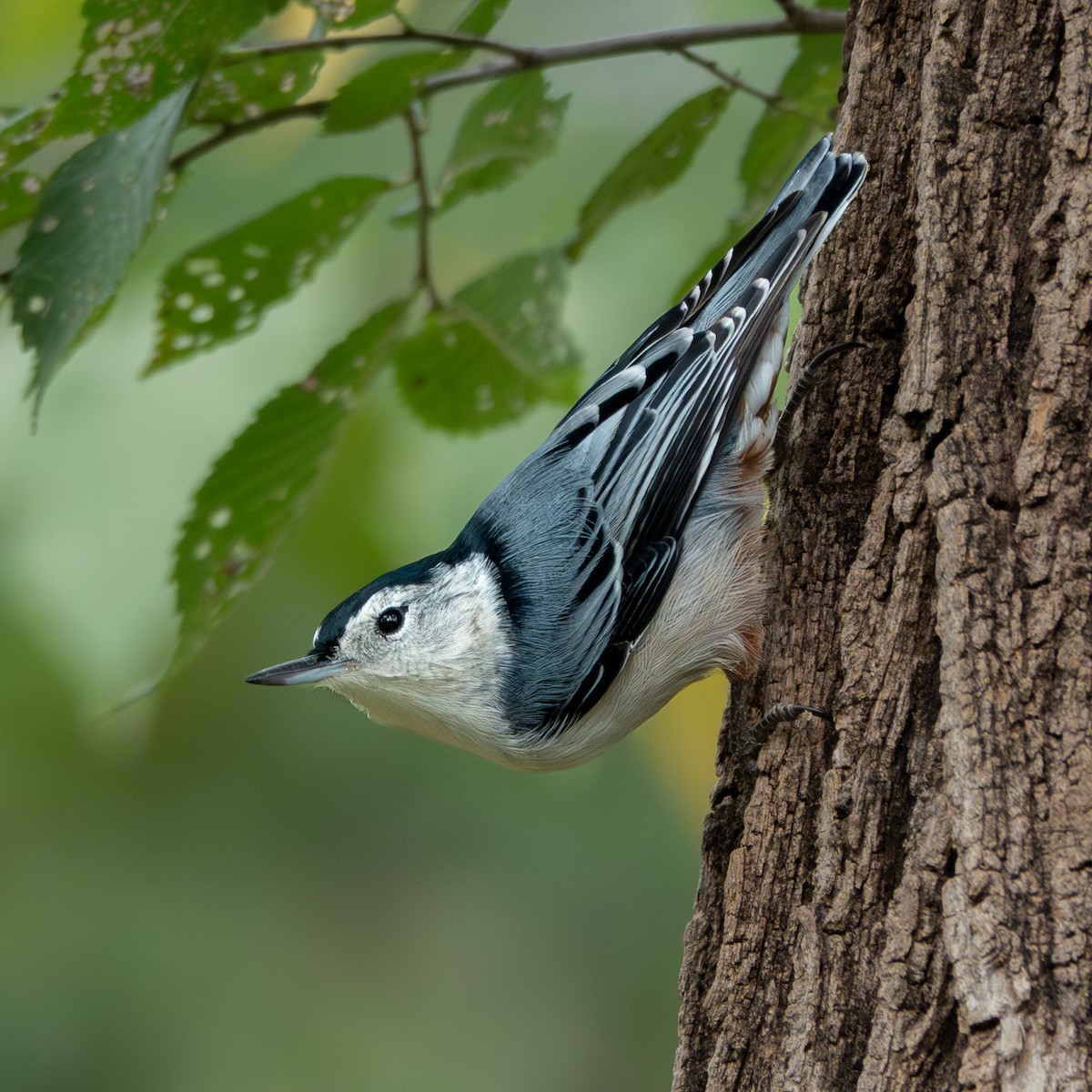 White-breasted Nuthatch - ML623469872