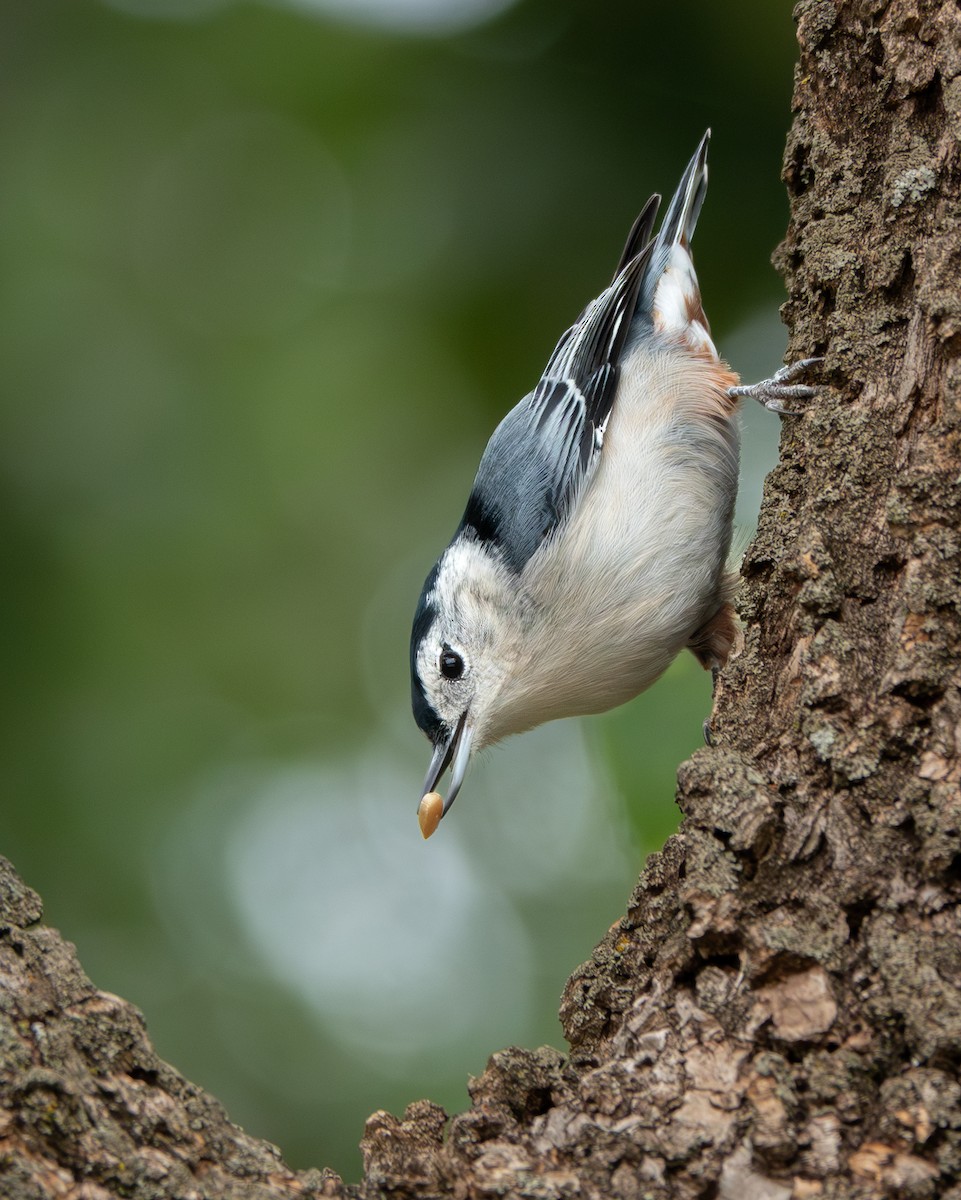 White-breasted Nuthatch - ML623469873