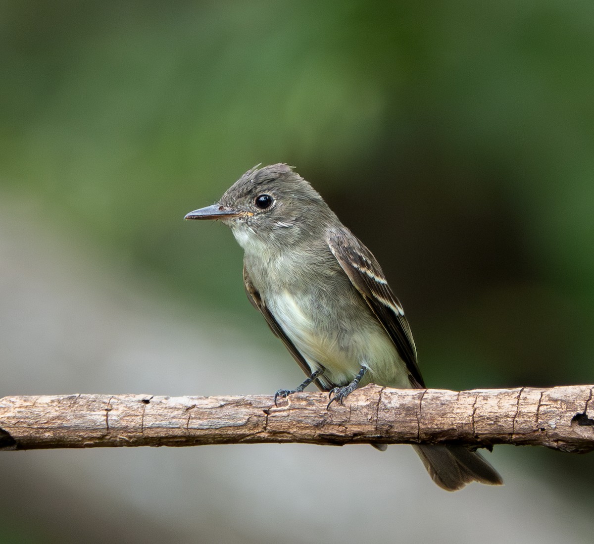 Eastern Wood-Pewee - ML623469875