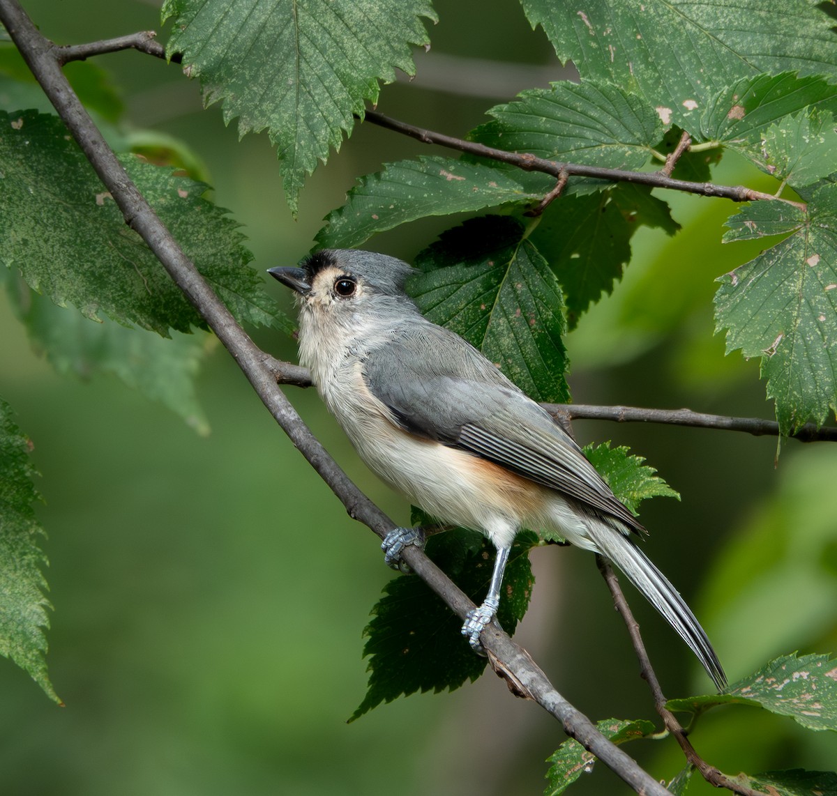 Tufted Titmouse - ML623469879