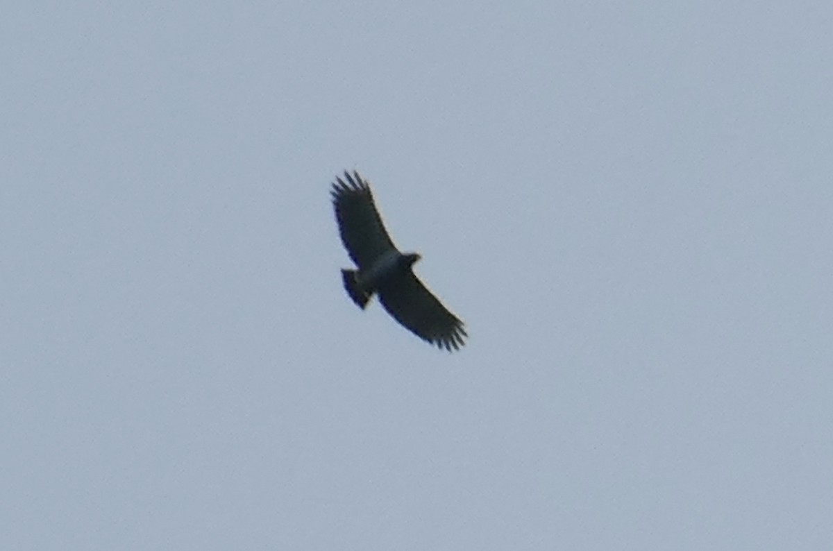 Barred Hawk - ML623469894