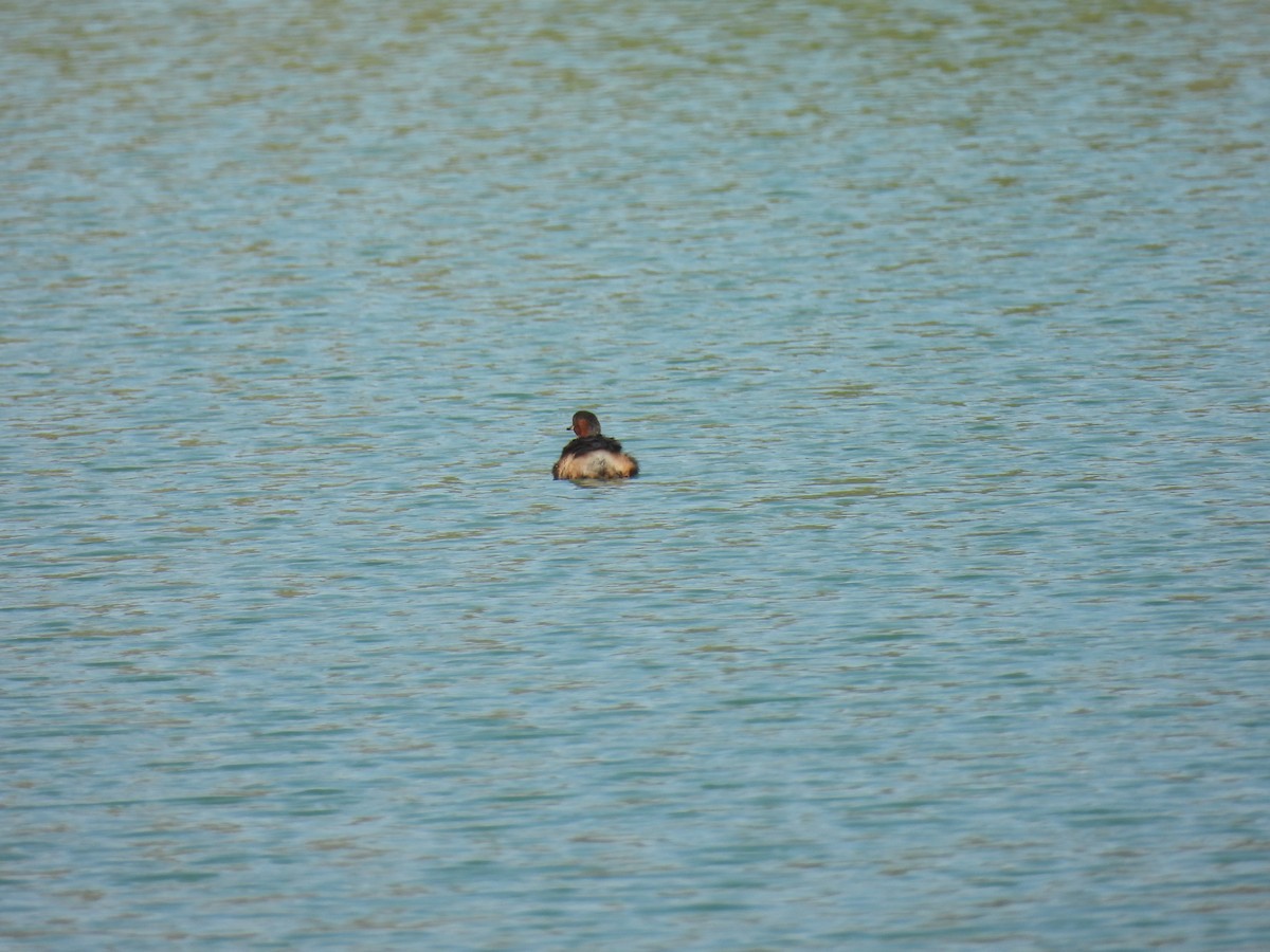 Little Grebe - ML623469935