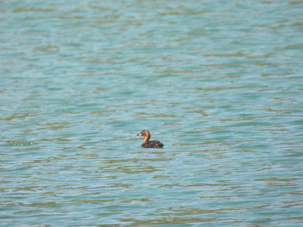 Little Grebe - ML623469936