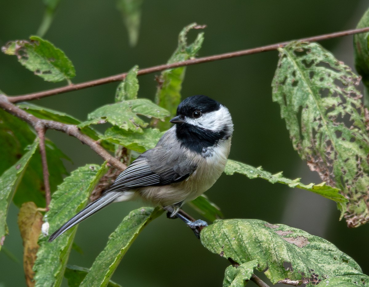 Carolina Chickadee - ML623469972