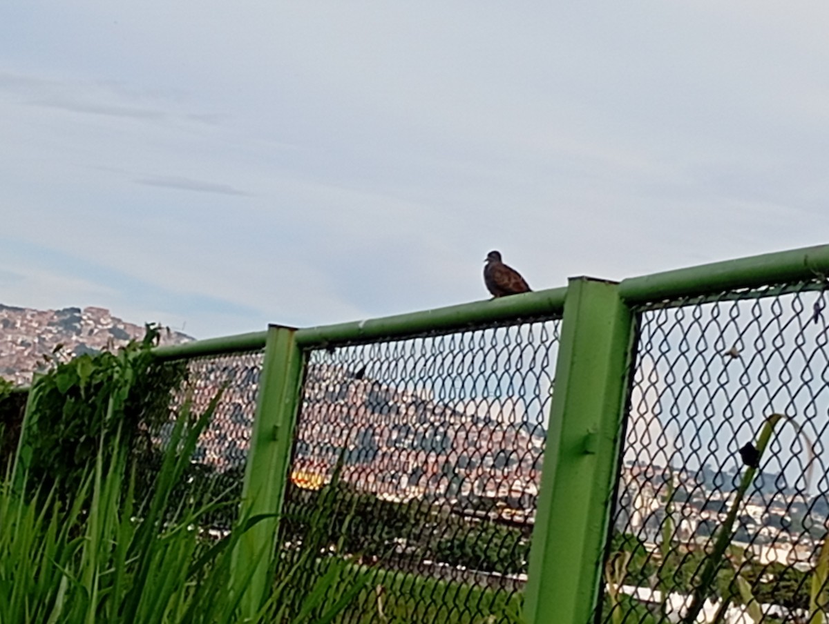 Eared Dove - ML623469991