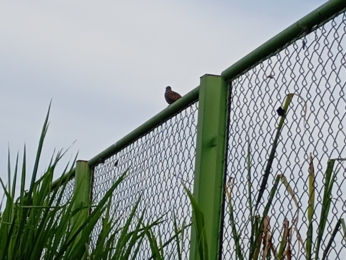 Eared Dove - ML623469993