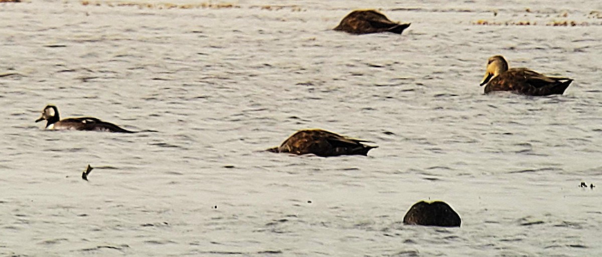 Hooded Merganser - ML623469999